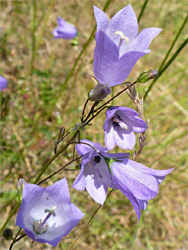 Five open flowers