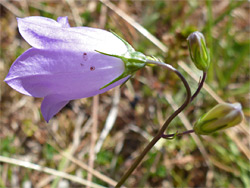 Flower and buds