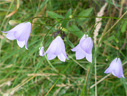 Pendent flowers