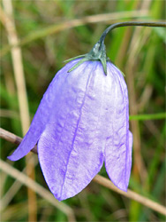 Bell-shaped flower