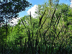 Tall reeds