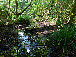 Marshy forest