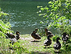 Ducks