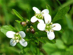 Wavy bittercress