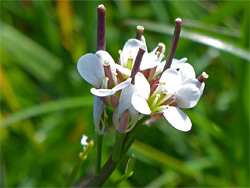 Cardamine hirsuta