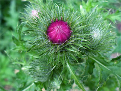 Welted thistle