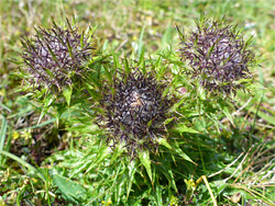 Carline thistle