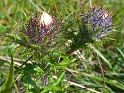 Carline thistle