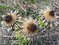 Withering flowerheads