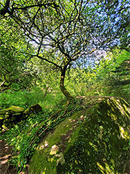 Tree on a boulder