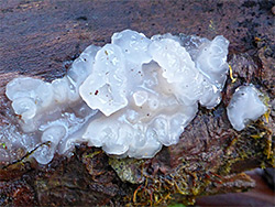 Crystal brain fungus
