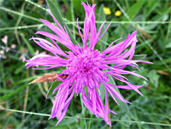 Greater knapweed