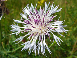 Greater knapweed