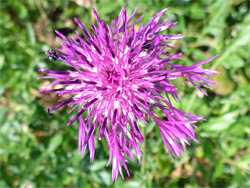 Greater knapweed