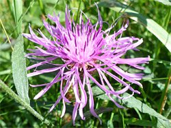 Greater knapweed