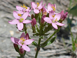 Pink flowers