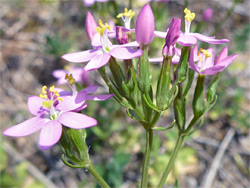 Exserted stamens