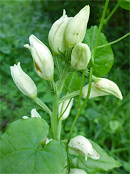 White helleborine