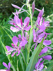 Pink flowers