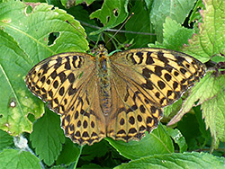 Silver washed fritillary