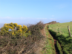 Coastal path