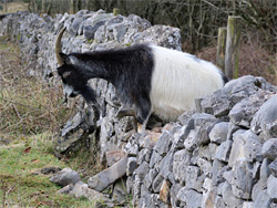 Goat crossing a wall