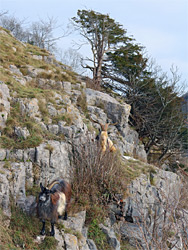 Goats on the cliffs