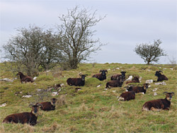 Soay sheep