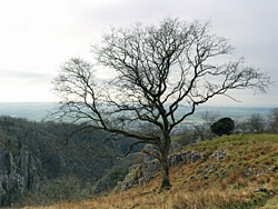 Tree on the rim