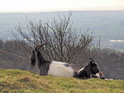 Black and white goats