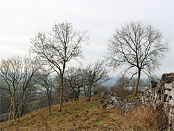 Leafless trees