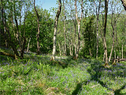 Bluebells