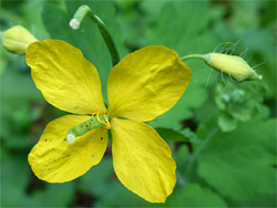 Flowers and hairy buds