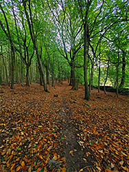 Path through beech