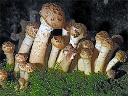 Dark honey fungus