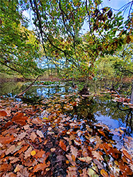 Leaves on the reservoir