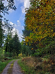 Track through the woods