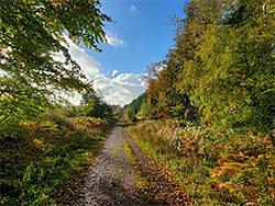 Ferns beside a track