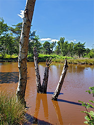 Birch in a pond