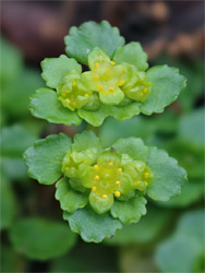 Chrysosplenium oppositifolium