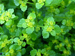 Leaves and flowers