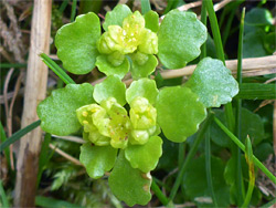 Opposite-leaved golden saxifrage