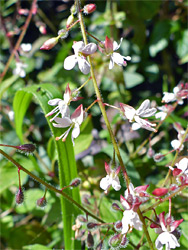 Flowering stem