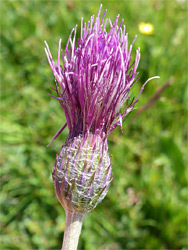 Developing flowerhead