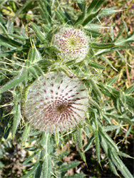 Cirsium eriophorum