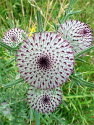 Woolly thistle