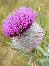 Mature flowerhead