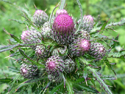 Marsh thistle