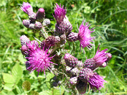 Marsh thistle