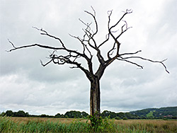 Dead tree